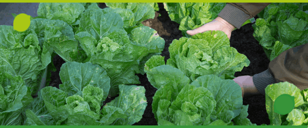 armarios-inteligentes-como-solucao-sustentavel-limelocker_blog